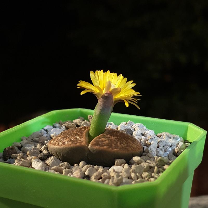 Lithops_lesllei_v._hornii_C364_2.jpg